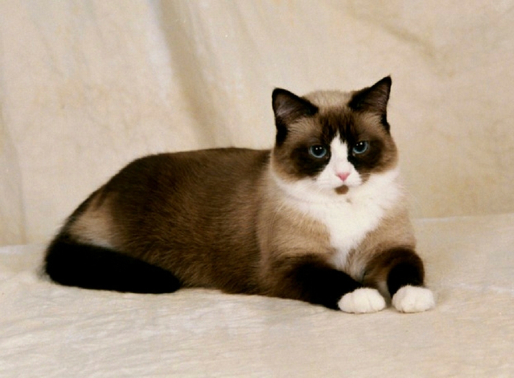 a Snowshoe Cat